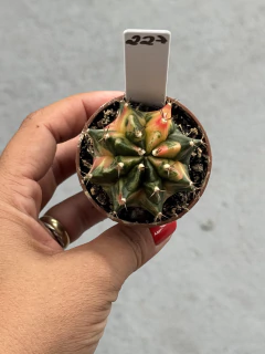 Cactus Gymnocalycium P06 #227