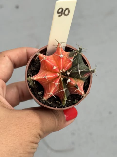 Cactus Gymnocalycium P06 #90