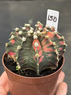 Gymnocalycium pote 9 #150 - comprar online