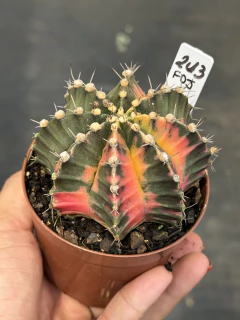 Gymnocalycium pote 9 #643