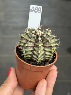 Gymnocalycium T-Rex #289