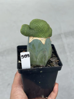 Rebutia Krainziana inermis cristata