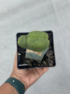Rebutia Krainziana inermis cristata - comprar online