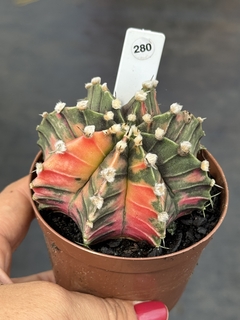 Gymnocalycium variegata pote 9 #280