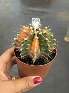 Gymnocalycium variegata pote 9 #399