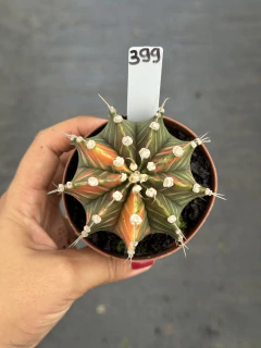 Gymnocalycium variegata pote 9 #399 - comprar online