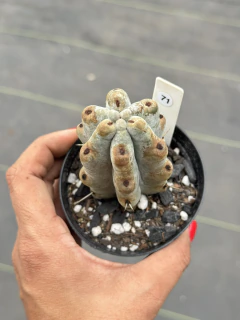 Stenocereus beneckei #71 - POTE 9 - comprar online