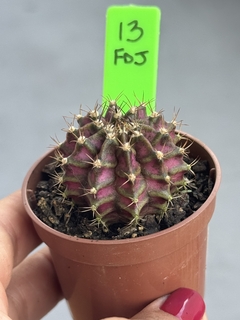 Gymnocalycium T-rex #13