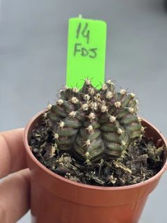 Gymnocalycium T-rex #14 - comprar online