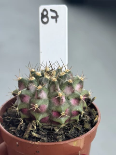 Gymnocalycium T-REX P06 #87 - comprar online