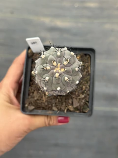 Pyhrrocactus Vilicumensis Enxertados p12 - comprar online
