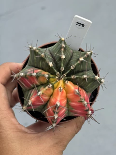 Gymnocalycium variegata pote 9 #229 - comprar online