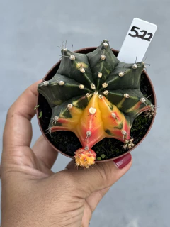 Gymnocalycium variegata pote 9 #522 - comprar online