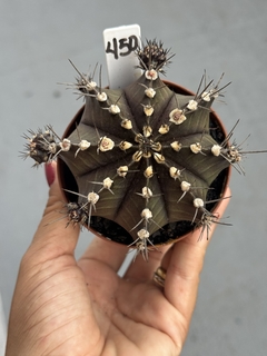 Gymnocalycium Purple Pote 9 #450