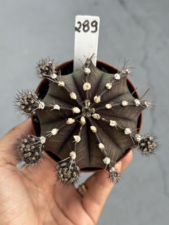 Gymnocalycium Purple Pote 9 #289