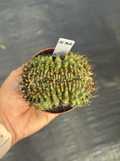 Gymnocalycium cristata #536