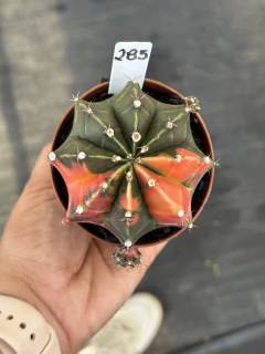 Gymnocalycium Variegata P09 #285