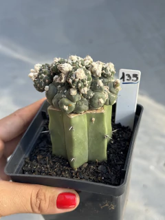 Astrophytum Asteria Turtle