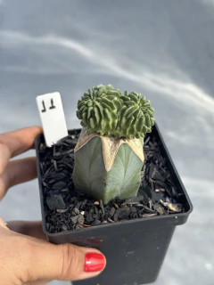 Stenocactus Multicostatus Inermis