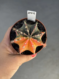 Gymnocalycium variegata #144