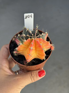 Gymnocalycium variegata #144 - comprar online