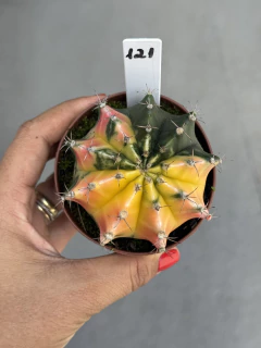 Gymnocalycium variegata #121