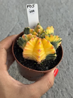 Gymnocalycium variegata #208 - comprar online