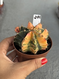 Gymnocalycium variegata #244 - comprar online
