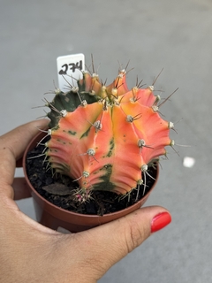Gymnocalycium variegata #274