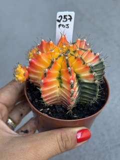 Gymnocalycium variegata #257 - comprar online