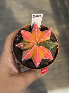 Gymnocalycium variegata #370