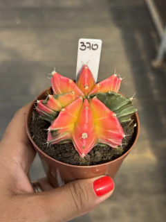 Gymnocalycium variegata #370 - comprar online