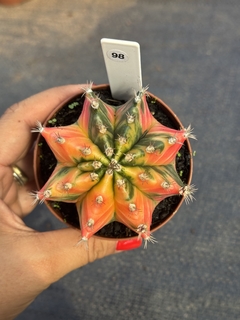 Gymnocalycium variegata #98