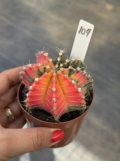 Gymnocalycium variegata #104 - comprar online