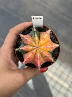 Gymnocalycium variegata #132