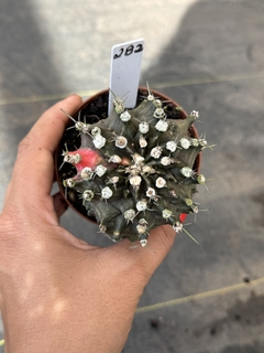 Gymnocalycium monatruoso variegata #282