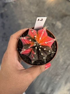 Gymnocalycium variegata #12