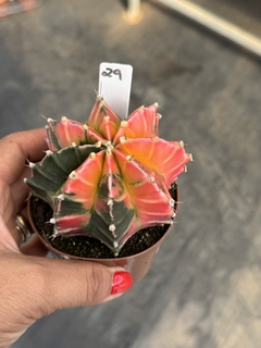 Gymnocalycium variegata #29 - comprar online