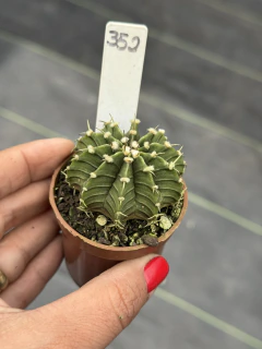 Gymnocalycium lb2178 pote 6 #352 - comprar online