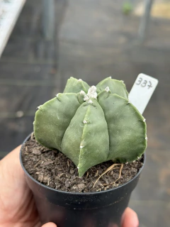 Astrophytum kikko pote 9 #337 - comprar online