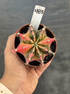 Gymnocalycium variegata #485