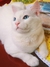 Cartela de Adesivos Casquinha: o Gato Bola | Holográfica | À prova d'água