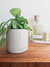 Maceta Lolo Beige en internet