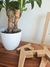 Maceta Petit - Jofina Deco