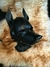 Máscara de Cachorro em Couro com Focinho Removível na internet