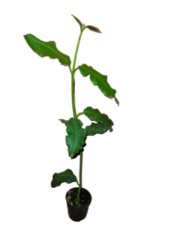 Flor de cera Hoya imperialis muda enraizada no pote nº 6 - Mudas de Flores de Cera, Outras Plantas e Material de Cultivo Andrew Fogtman Plantas