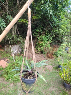 Suportes para plantas em macramê - Mudas de Flores de Cera, Outras Plantas e Material de Cultivo Andrew Fogtman Plantas
