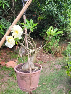 Suportes para plantas em macramê - loja online