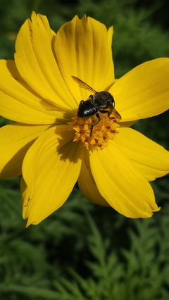 50 sementes de Cosmus sulphureus sortidas- Planta para pasto melitófilo (abelhas nativas sem ferrão) na internet