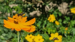 50 sementes de Cosmus sulphureus sortidas- Planta para pasto melitófilo (abelhas nativas sem ferrão) - loja online